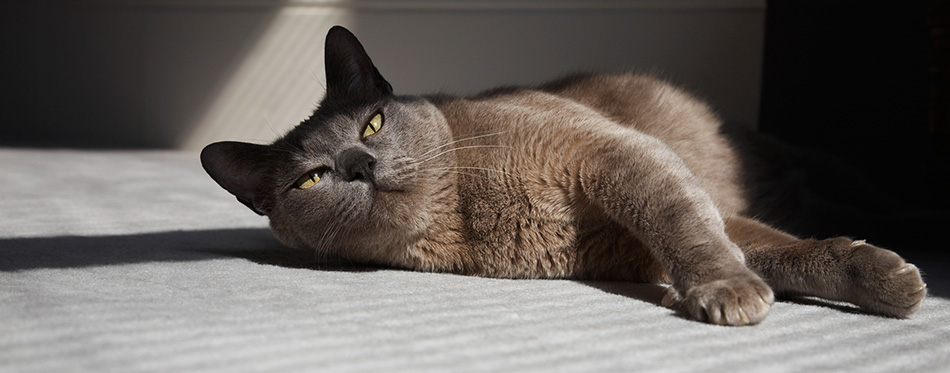 Burmese Cat