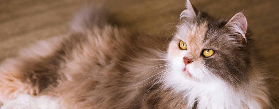 Bushy cat laying on wooden floor