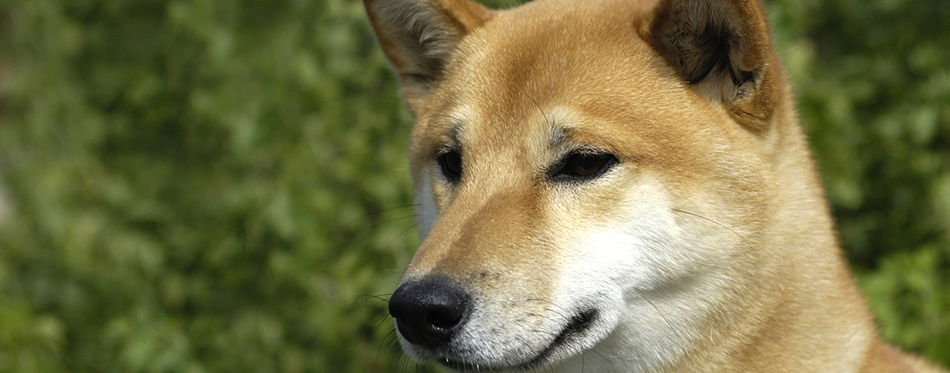 Canaan dog in a meadow 