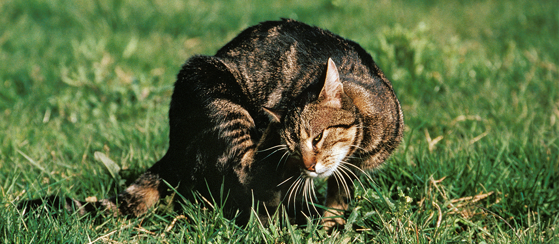 Cat Lice: How To Identify And Treat Them | Pet Side