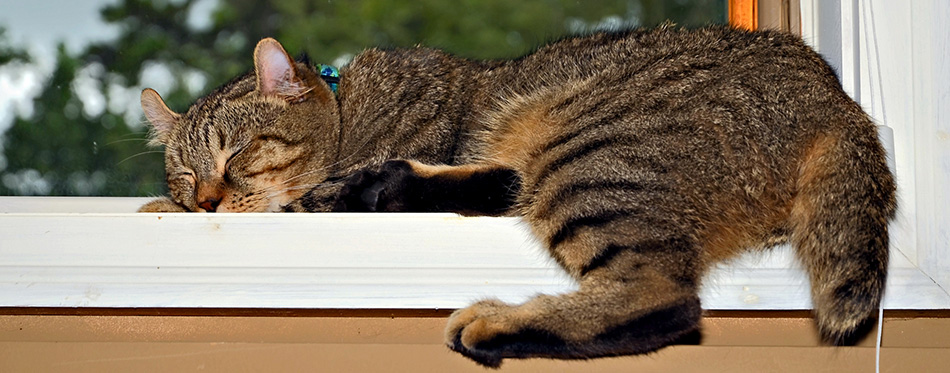 Cat Nap in a Window 