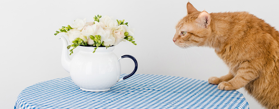 Cat and flowers