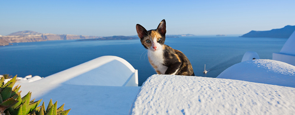 Cat and sea