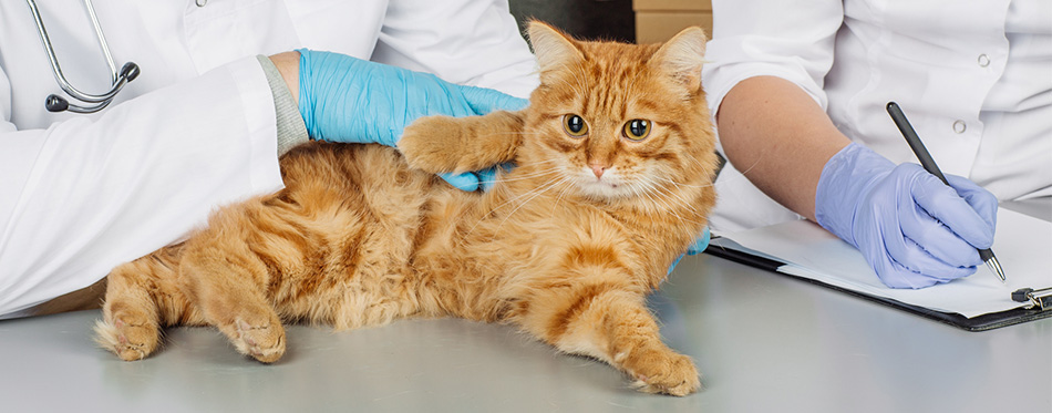 Cat at the vet