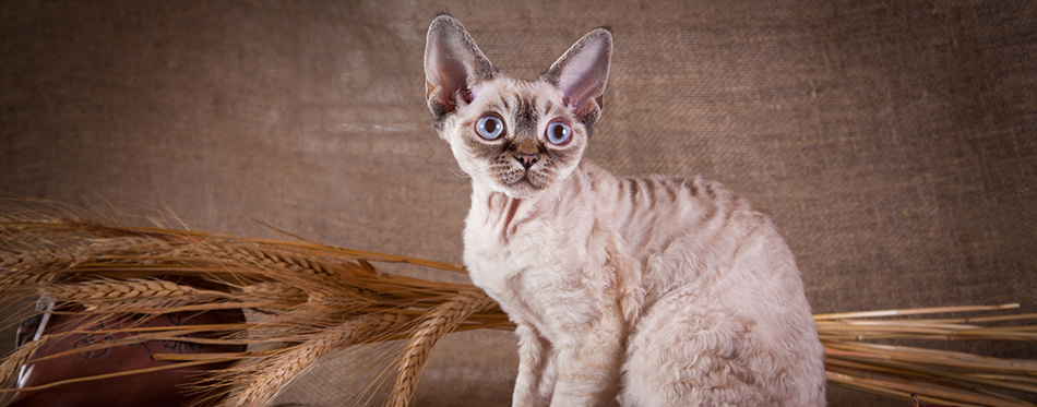 Cat, devon rex, cute, cat