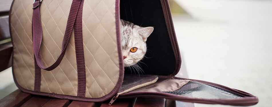 Cat in pet carrier