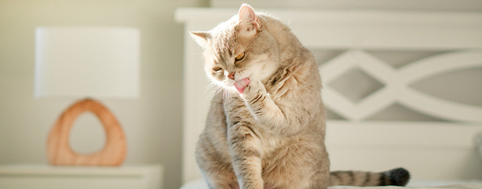 Cat licking paw 