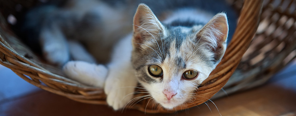 Cat lying in the basket