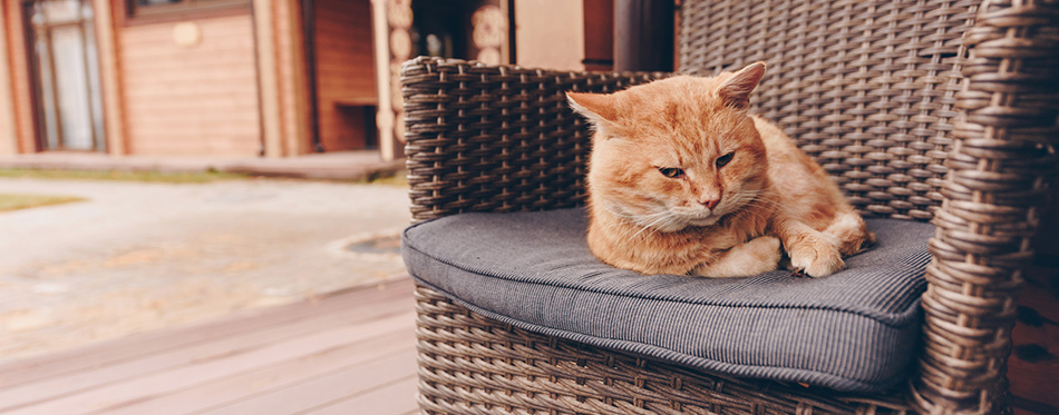 Cat lying on a chair outdoors