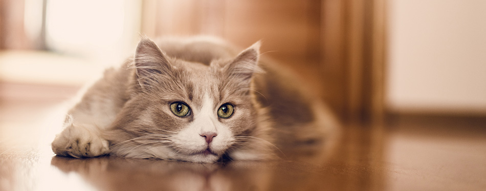 Cat lying on the floor