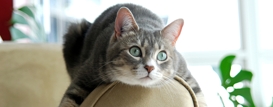 Cat on Couch 