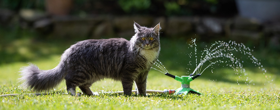 Cat on the lawn