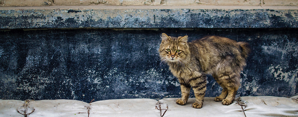 Cat on the street