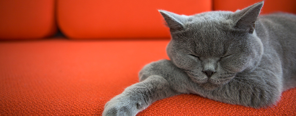 Cat relaxing on the couch. 