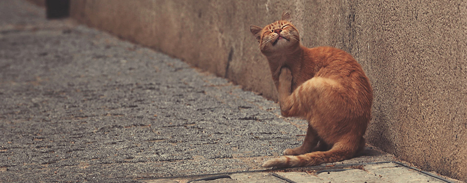 Cat scratching on the street