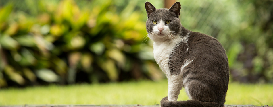 Cat sitting in the park