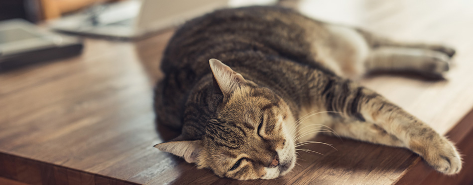 Cat sleeping on table 