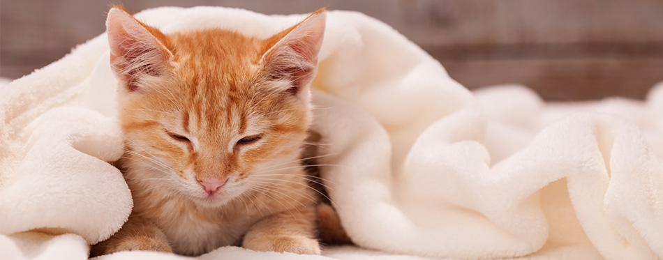 Cat under a blanket