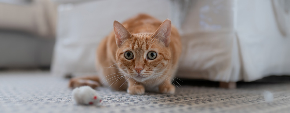 Cat with a toy