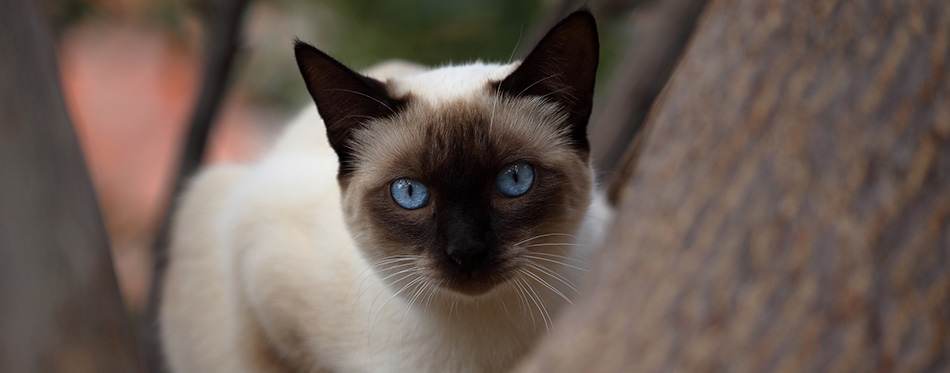 Cat with blue eyes