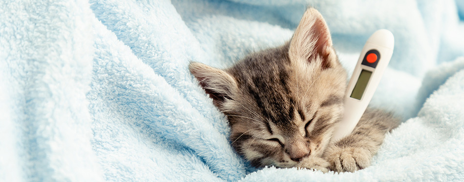 Cat with thermometer