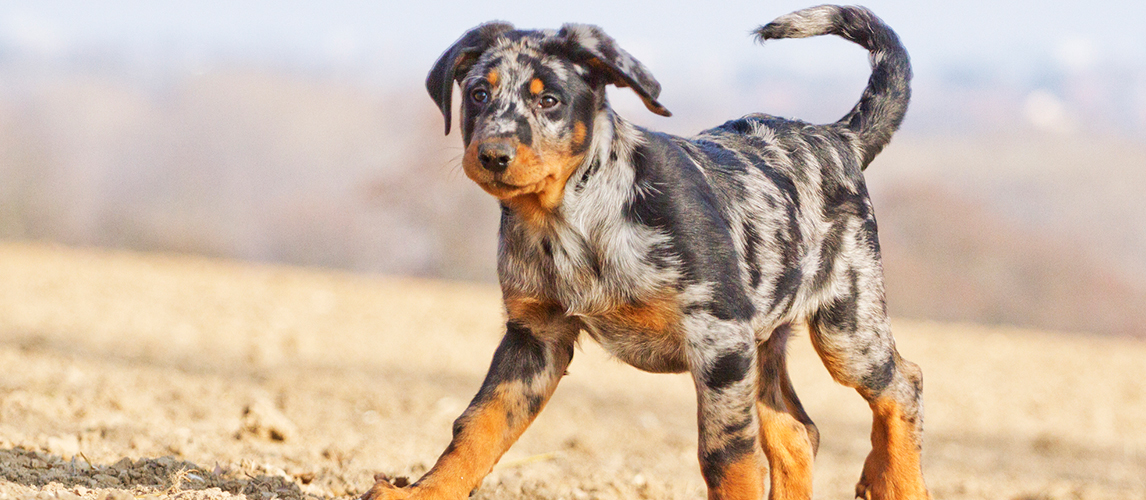 cattle dog breeds catahoula