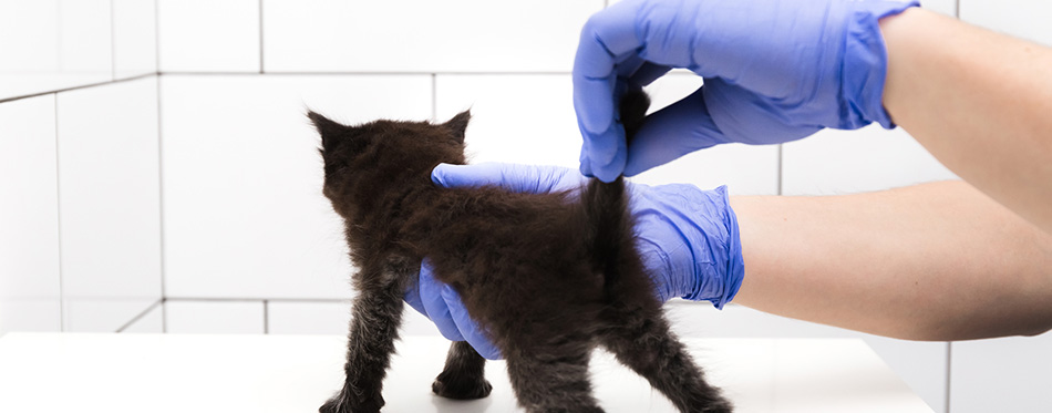 Checkup and treatment of kitten by a doctor at a vet clinic isolated on white background, vaccination of pets, look down the tail. 