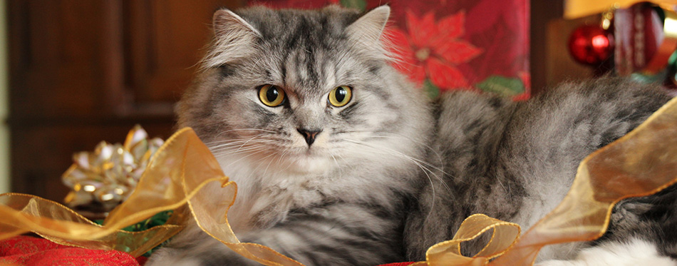 Christmas Cat and Ribbons 