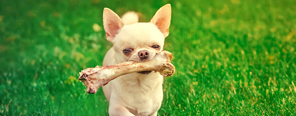 Chuhuahua with bone