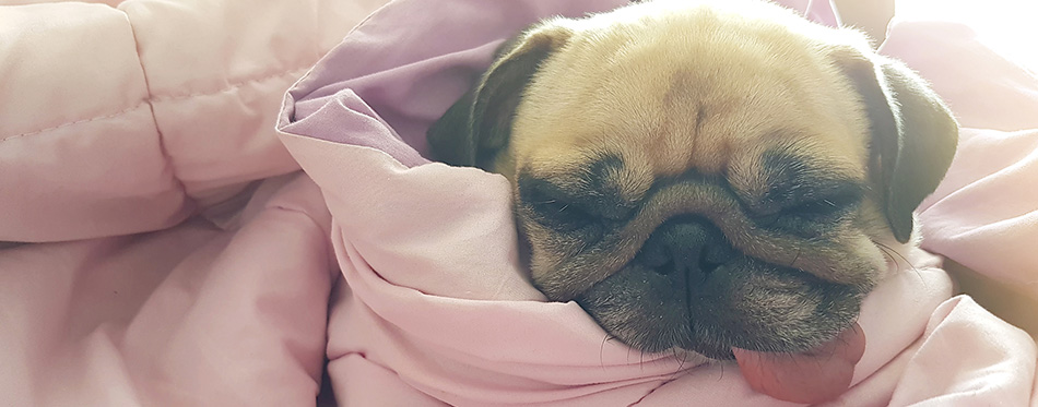 Close up face of cute dog puppy pug sleep rest on sofa bed with tongue out and wrapped blanket because of weather cold with warm sun light in morning 