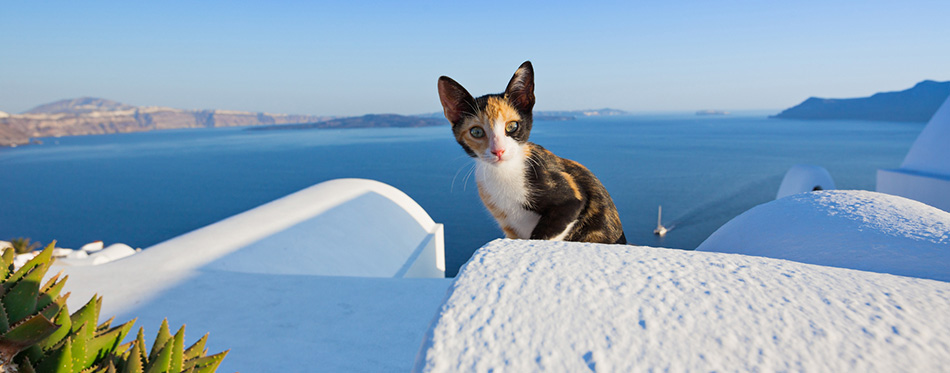 Close-up of cat on Santorini island, Greece