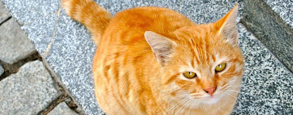 Close up of cute red-hair cat sitting outdoors