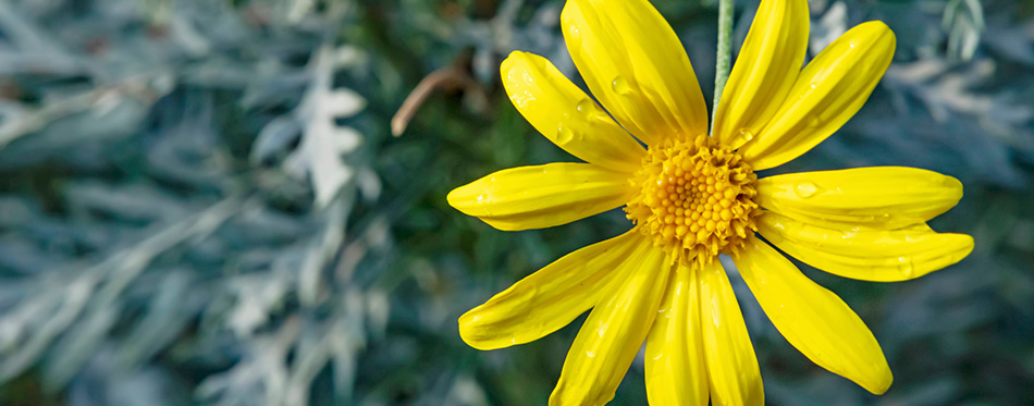 Close up yellow narrow-leaves ragwort flower in nature