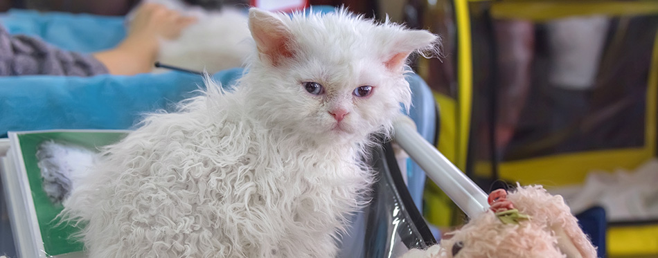 Closeup cute white Selkirk Rex kitten or cat-sheep.