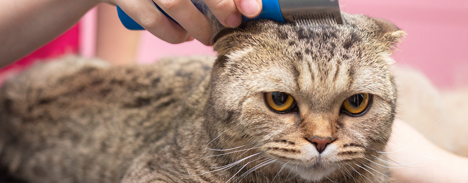 Contented cat in a beauty salon. 