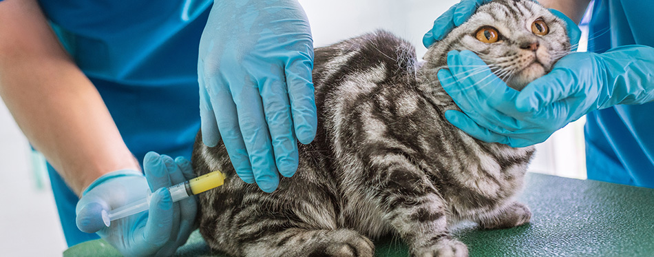 Cropped image of two veterinarians making vaccination to british shorthair cat at clinic