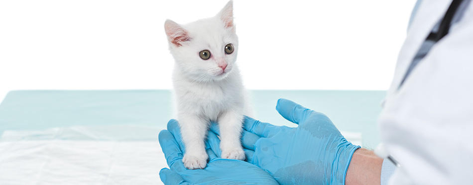 Cropped image of veterinarian in gloves holding kitten 