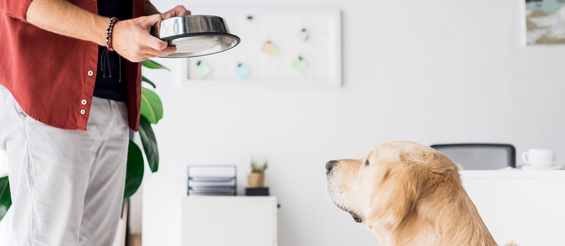 Cropped view of golden retriever dog looking at man with dog bowl 
