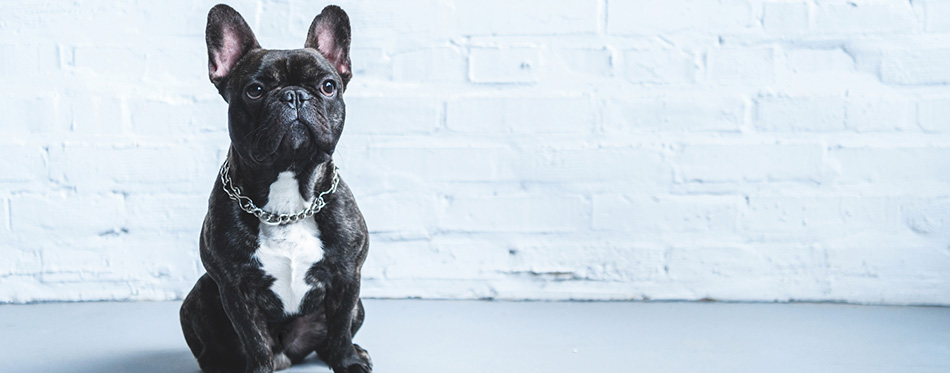 Cute Frenchie dog sitting on the floor