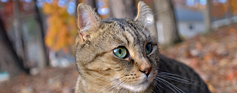 Cute Highlander Lynx Cat Outdoors 