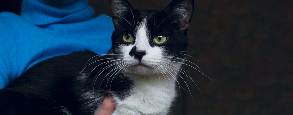 Cute Tuxedo Cat. Cropped Shot Of An Owner And Pet. Animals Day, Pets, Animals Concept. Black Cat. Animal Rescue. Cat.