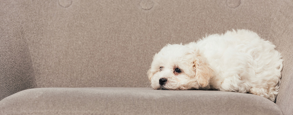 Cute and white Havanese puppy lying on armchair