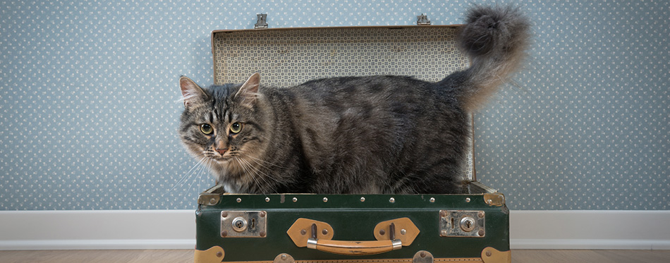 Cute cat in a vintage suitcase 