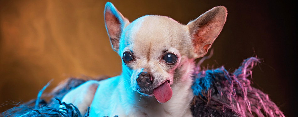 Cute chihuahua laying in fur with his tongue hanging in a studio 