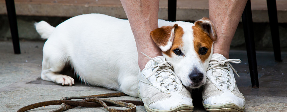 Cute dog looking for protection