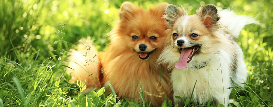 Cute fluffy dogs