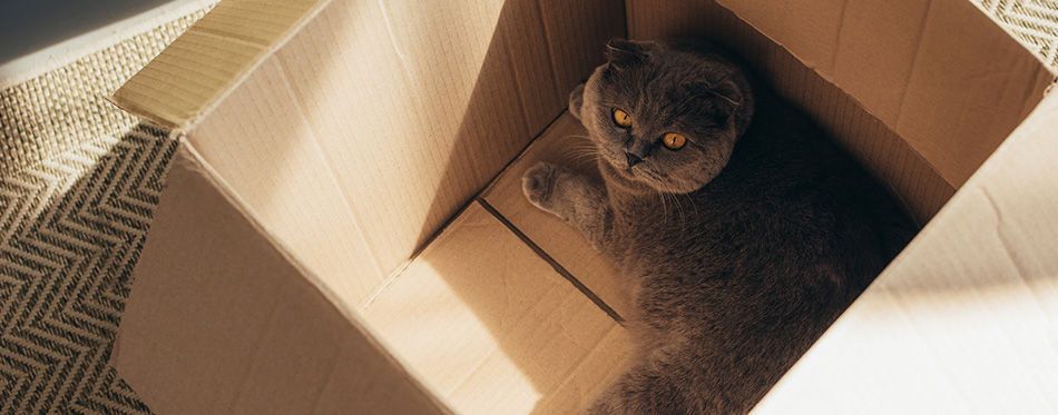 Cute fluffy scottish fold cat in cardboard box