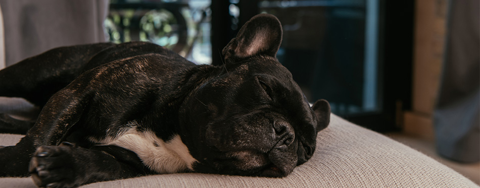 Cute french bulldog sleeping on sofa in living room 