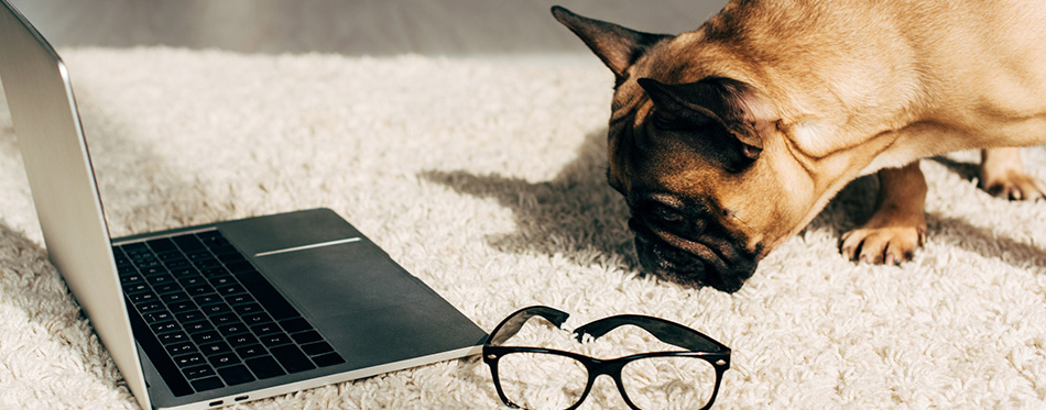 Cute french bulldog smelling carpet near laptop and glasses