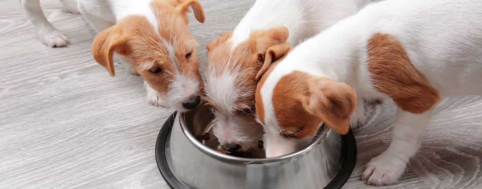 Cute funny dogs eating dry food at home